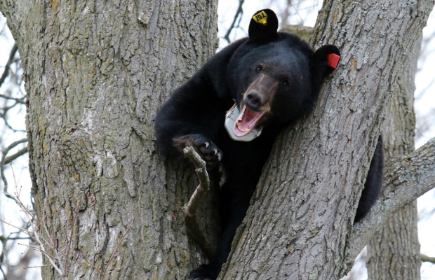 Misplaced tranquilizer dart killed Cortland bear, DEC says Misplaced tranquilizer dart killed Cortland bear, DEC says