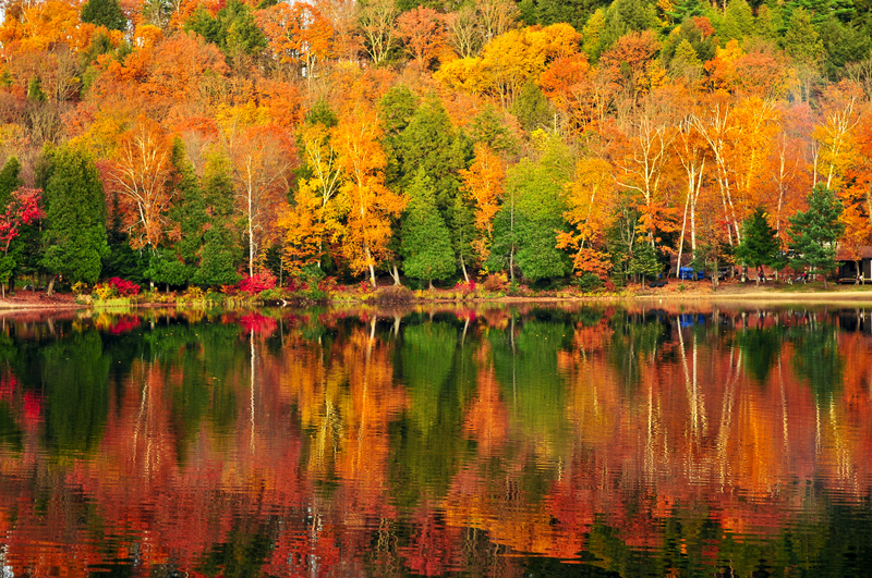 FALL FOLIAGE REPORT