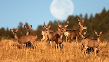 Cornell leads deer scavenger lead exposure study, asks for help from hunters