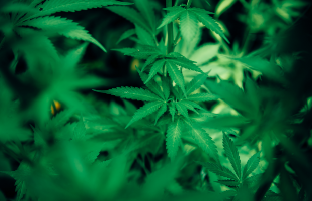 Ithaca stores raided by Office of Cannabis Management