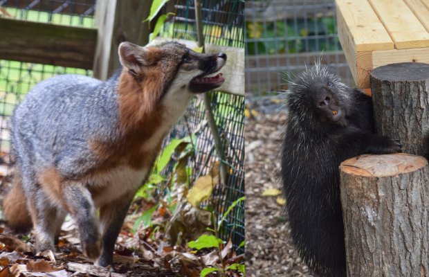 Cayuga Nature Center ends live animal program; re-homing animals
