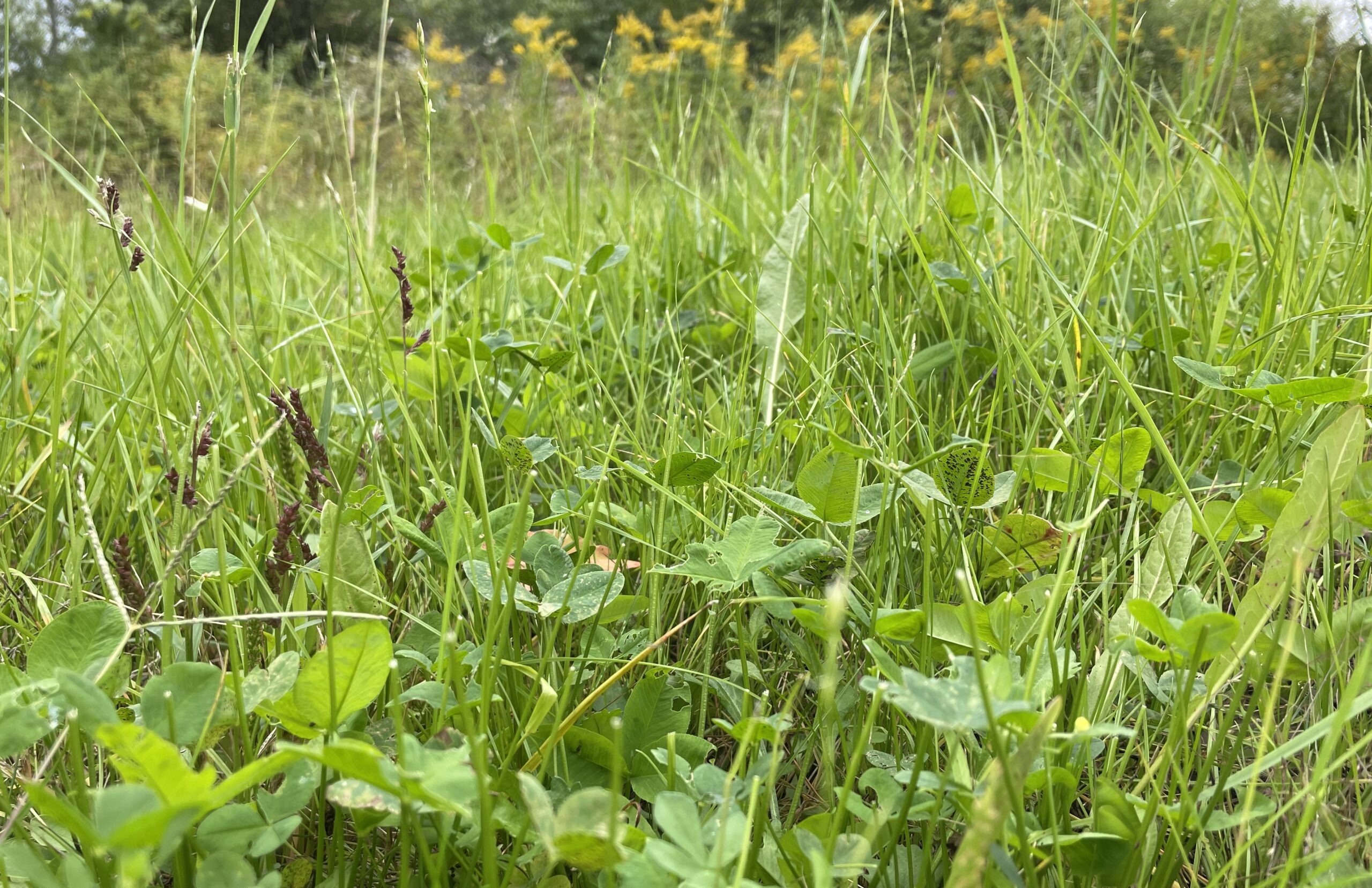 Cayuga Heights leaders discuss lawn, garden rules Cayuga Heights leaders discuss lawn, garden rules