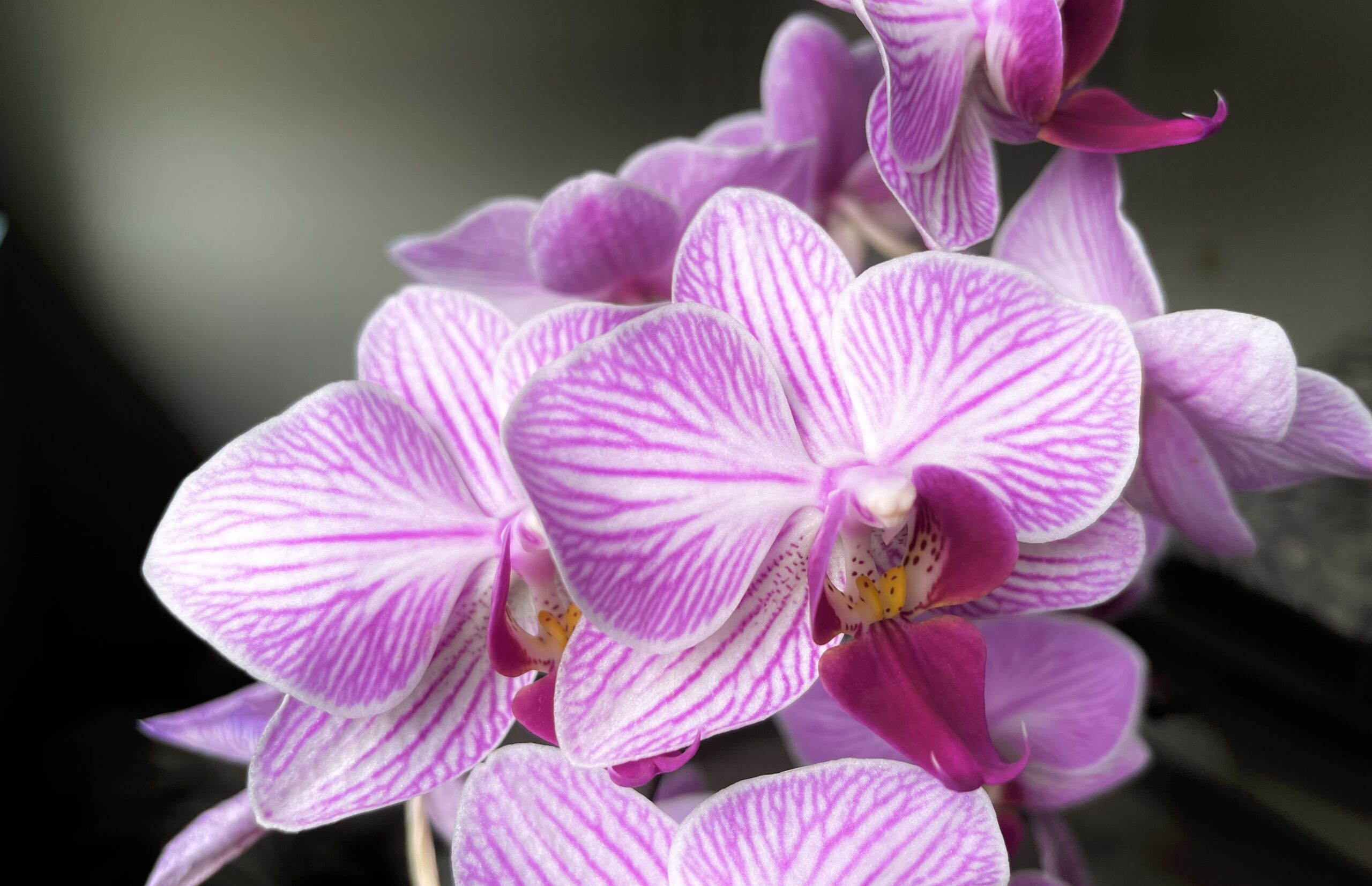 Arnold’s Flower Shop opens sister store in Ithaca Arnold’s Flower Shop opens sister store in Ithaca