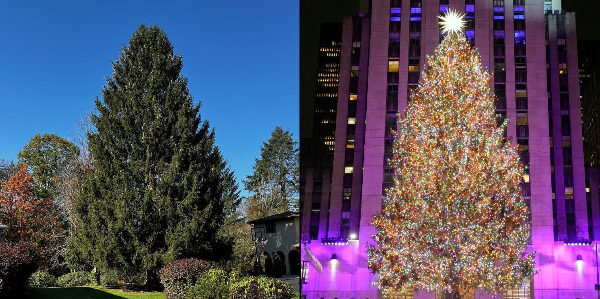 NYC’s Rockefeller Center Christmas tree comes from Binghamton area