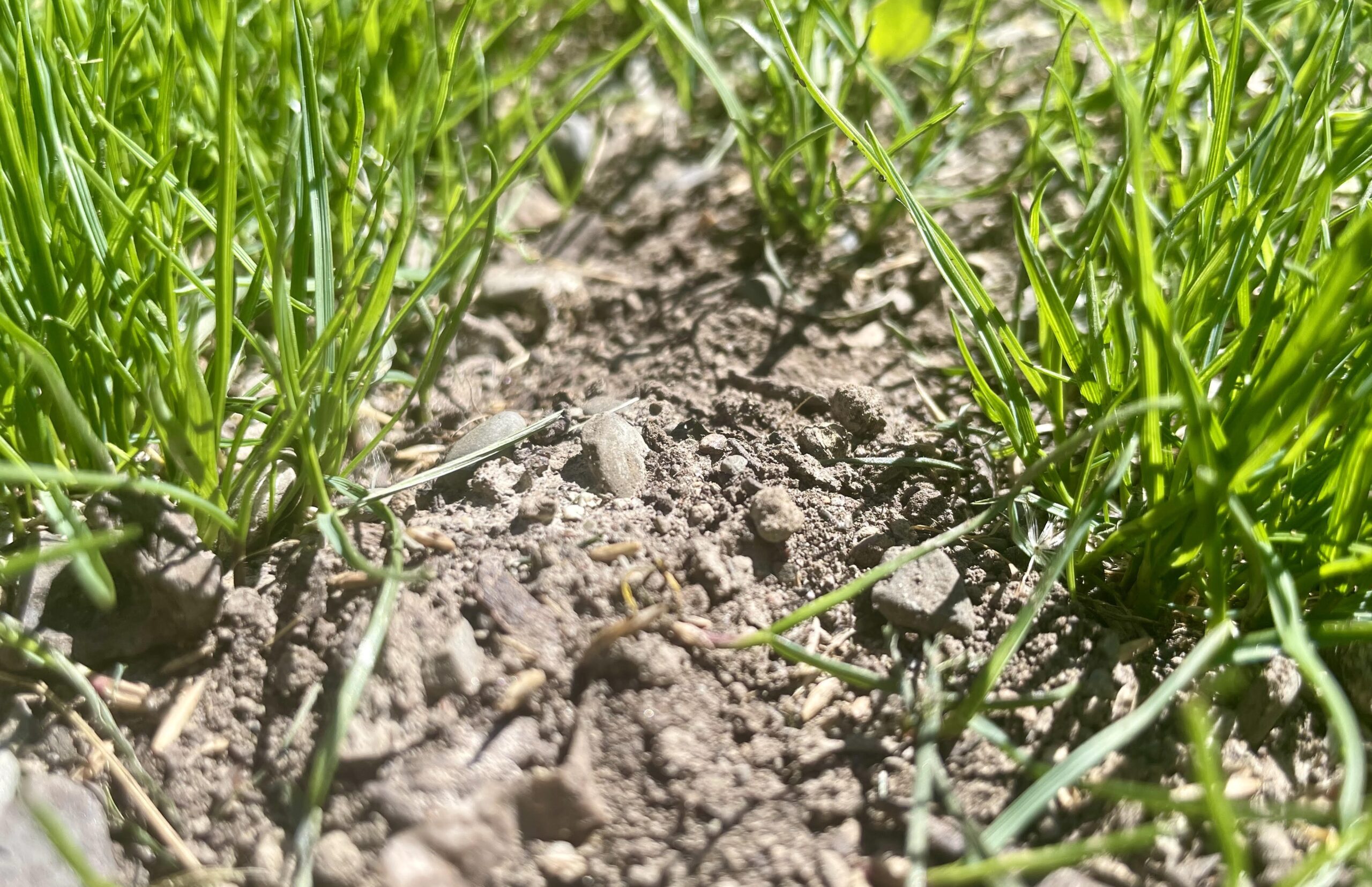 The Soil Factory moves ahead with research gardens The Soil Factory moves ahead with research gardens